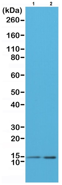 Western blot - Anti-LC3B antibody [RM293] (AB222776), expandable thumbnail