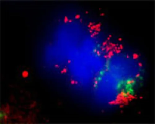 Immunocytochemistry/ Immunofluorescence - Anti-LC3C antibody (AB244212)