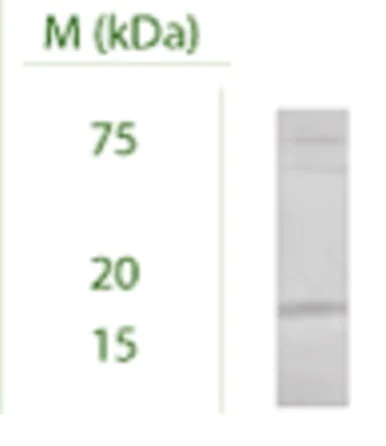 Western blot - Anti-LC3C antibody (AB244212)