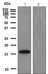 Western blot - Anti-LC3C antibody [EPR8076] - BSA and Azide free (AB249433)