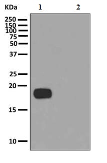 Western blot - Anti-LC3C antibody [EPR8077] (AB150367), expandable thumbnail