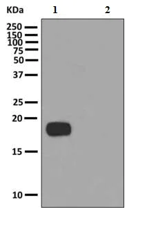 Western blot - Anti-LC3C antibody [EPR8077] (AB150367)