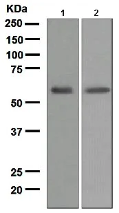 Western blot - Anti-LCAT antibody [EPR1383(2)] - BSA and Azide free (AB175019)