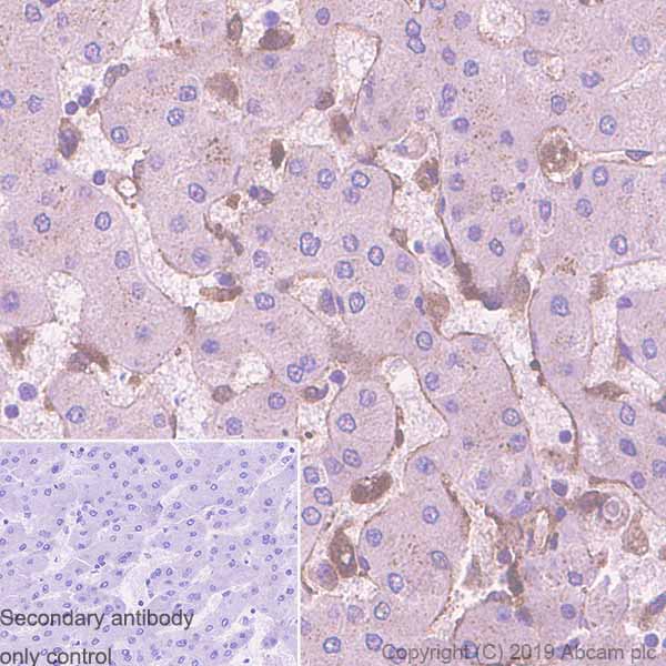 Immunohistochemistry (Formalin/PFA-fixed paraffin-embedded sections) - Anti-LCAT antibody [EPR1384Y] - BSA and Azide free (AB271838)