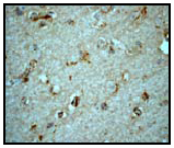 Immunohistochemistry (Formalin/PFA-fixed paraffin-embedded sections) - Anti-LCAT antibody [EPR1384Y] - BSA and Azide free (AB271838)