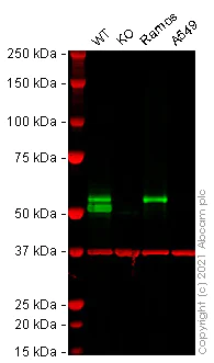 Western blot - Anti-Lck antibody [EPR20798-107] (AB227975)