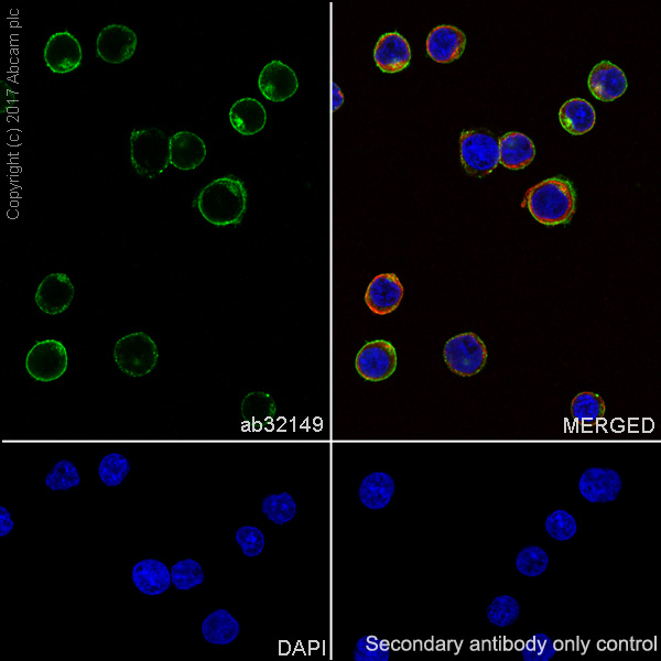 Immunocytochemistry/ Immunofluorescence - Anti-Lck antibody [Y123] - BSA and Azide free (ab247239), expandable thumbnail