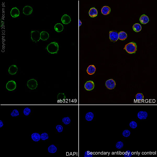 Immunocytochemistry/ Immunofluorescence - Anti-Lck antibody [Y123] - BSA and Azide free (AB247239)