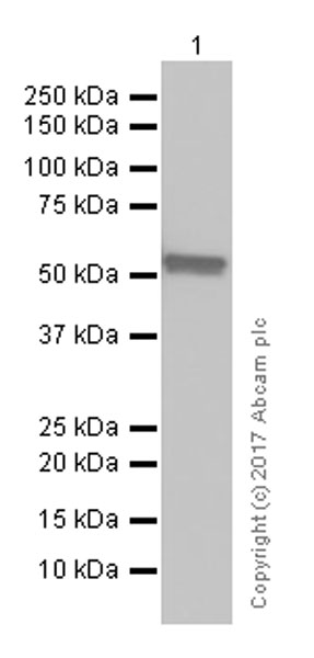 Western blot - Anti-Lck antibody [Y123] - BSA and Azide free (AB247239), expandable thumbnail