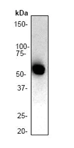 Western blot - Anti-Lck antibody [Y123] - BSA and Azide free (AB247239)