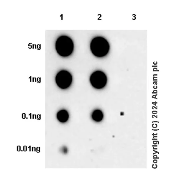 Dot Blot - Anti-Lck (phospho Y394) antibody [EPR27974-93] - BSA and Azide free (AB318961)