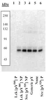 Western blot - Anti-Lck (phospho Y504) antibody (AB4901)