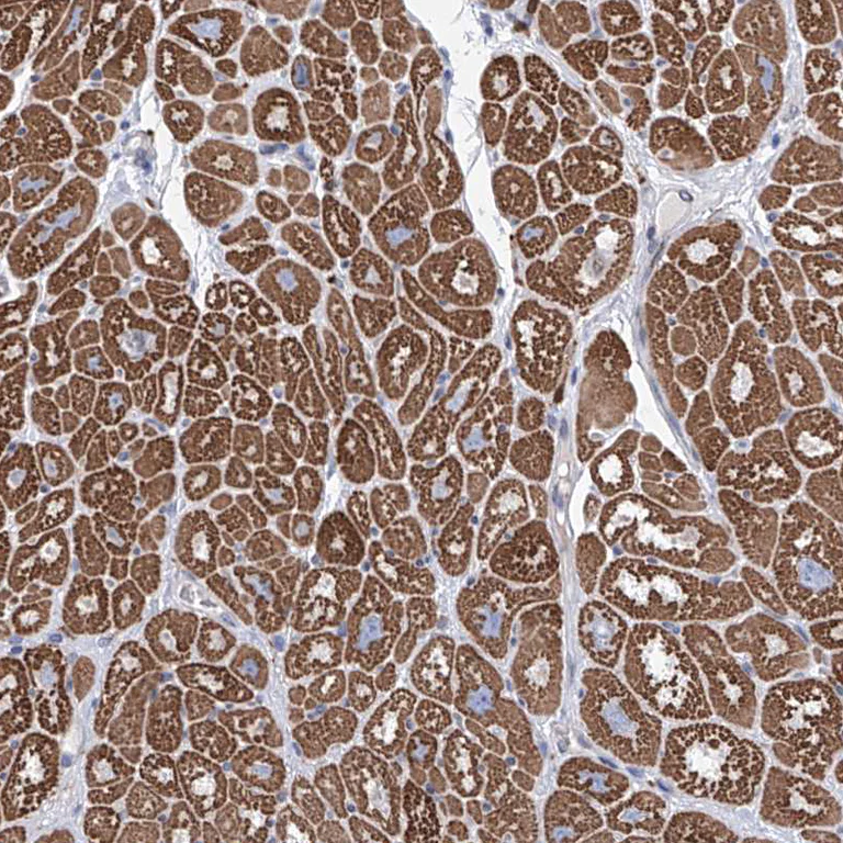 Immunohistochemistry (Formalin/PFA-fixed paraffin-embedded sections) - Anti-LCLAT1 antibody (AB122197)