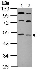 Western blot - Anti-LCLAT1 antibody (AB153987)