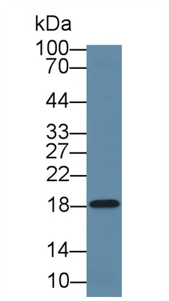 Western blot - Anti-LCN1 antibody (AB232995)