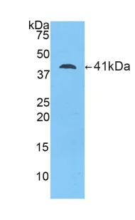 Western blot - Anti-LCN12 antibody (AB231146)