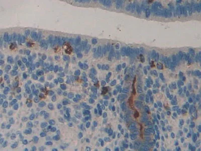 Immunohistochemistry (Formalin/PFA-fixed paraffin-embedded sections) - Anti-LCN8 antibody (AB233510)