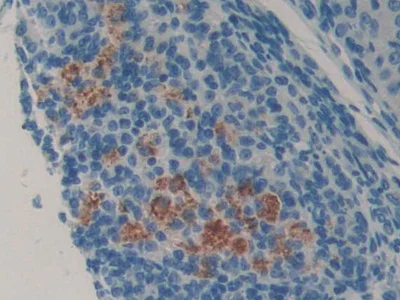 Immunohistochemistry (Formalin/PFA-fixed paraffin-embedded sections) - Anti-LCN8 antibody (AB233510)