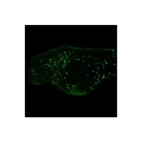IHC - Wholemount - Anti-Lcp1 antibody [HL2501] (AB317237)