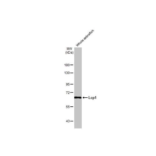 Western blot - Anti-Lcp1 antibody [HL2501] (AB317237)
