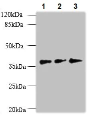 Western blot - Anti-LDAH antibody (AB235340)