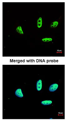 Immunocytochemistry/ Immunofluorescence - Anti-LDB1 antibody (AB96799)