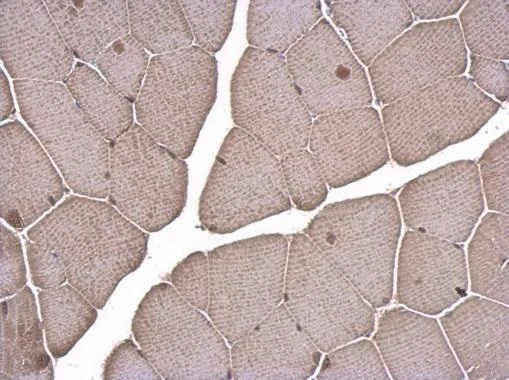 Immunohistochemistry (Formalin/PFA-fixed paraffin-embedded sections) - Anti-LDB1 antibody (AB96799)