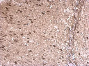 Immunohistochemistry (Formalin/PFA-fixed paraffin-embedded sections) - Anti-LDB1 antibody (AB96799)