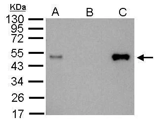 Immunoprecipitation - Anti-LDB1 antibody (AB96799)