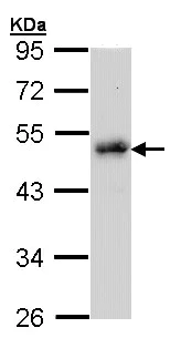 Western blot - Anti-LDB1 antibody (AB96799)