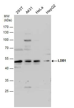 Western blot - Anti-LDB1 antibody (AB96799)