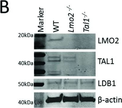 Anti-LDB1 antibody