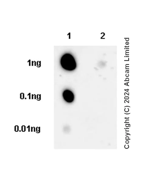 Dot Blot - Anti-LDB1 antibody [EPR28912-75] (AB318978)