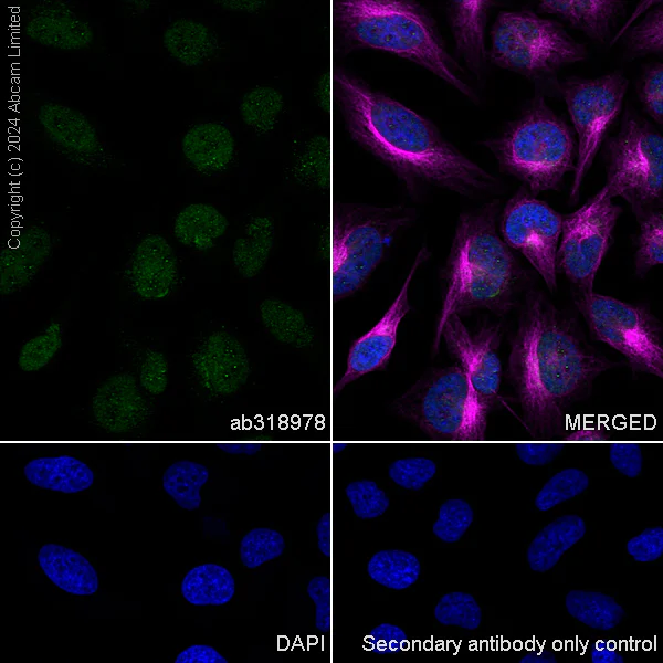 Immunocytochemistry/ Immunofluorescence - Anti-LDB1 antibody [EPR28912-75] (AB318978)