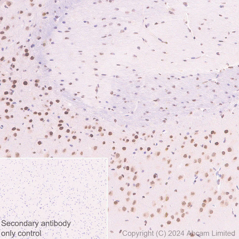Immunohistochemistry (Formalin/PFA-fixed paraffin-embedded sections) - Anti-LDB1 antibody [EPR28912-75] (AB318978)
