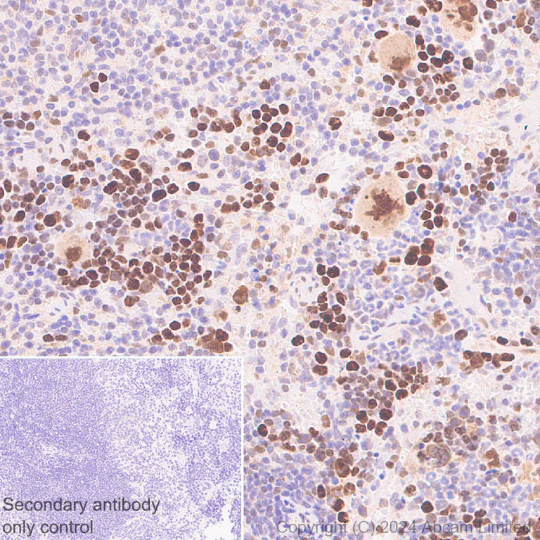 Immunohistochemistry (Formalin/PFA-fixed paraffin-embedded sections) - Anti-LDB1 antibody [EPR28912-75] (AB318978)