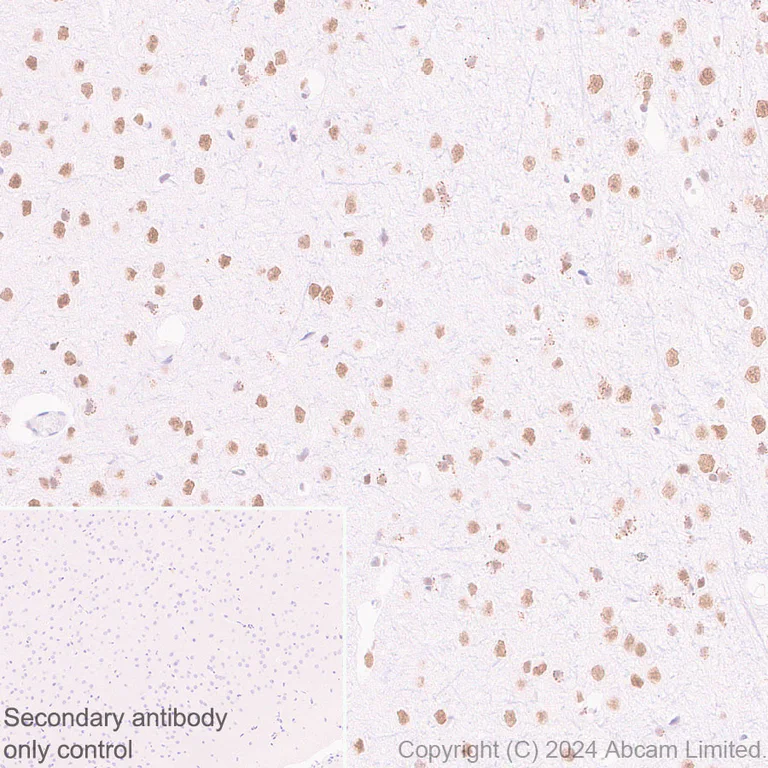 Immunohistochemistry (Formalin/PFA-fixed paraffin-embedded sections) - Anti-LDB1 antibody [EPR28912-75] (AB318978)