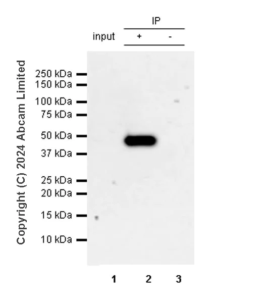 Immunoprecipitation - Anti-LDB1 antibody [EPR28912-75] (AB318978)