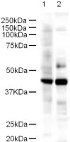 Western blot - Anti-LDB2 antibody (AB3627)