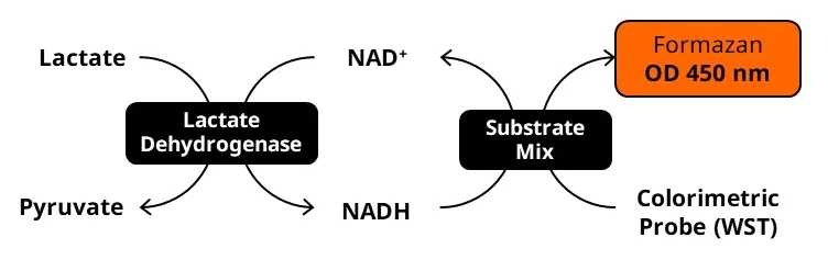 LDH Assay Kit. Cytotoxicity. LDH Release. (ab65393/K313) | Abcam