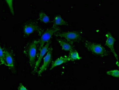 Immunocytochemistry/ Immunofluorescence - Anti-LDH-C antibody (AB222910)