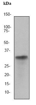 Western blot - Anti-LDH-C antibody [EP1746Y] - BSA and Azide free (AB284694), expandable thumbnail