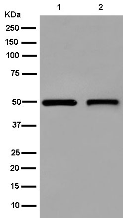 Western blot - Anti-LDHD/DLD antibody [EPR15068(B)] (AB182146), expandable thumbnail