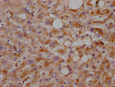 Immunohistochemistry (Formalin/PFA-fixed paraffin-embedded sections) - Anti-LDL Receptor antibody [2B10] (AB314008)