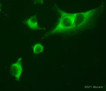 Immunocytochemistry - Anti-LDL Receptor antibody (AB30532)