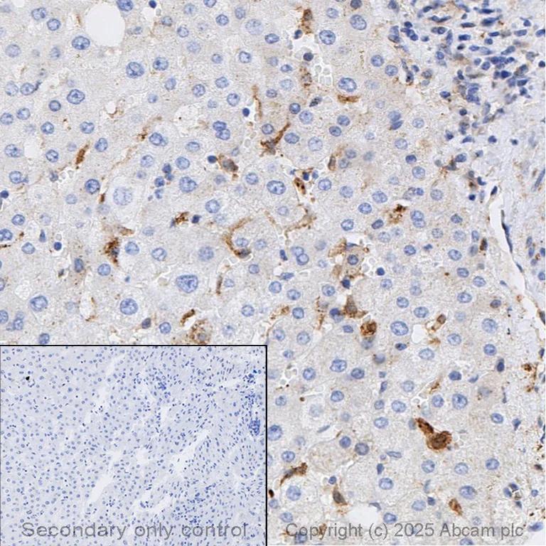 Immunohistochemistry (Formalin/PFA-fixed paraffin-embedded sections) - Anti-LDL Receptor antibody [EP1553Y] (AB52818)