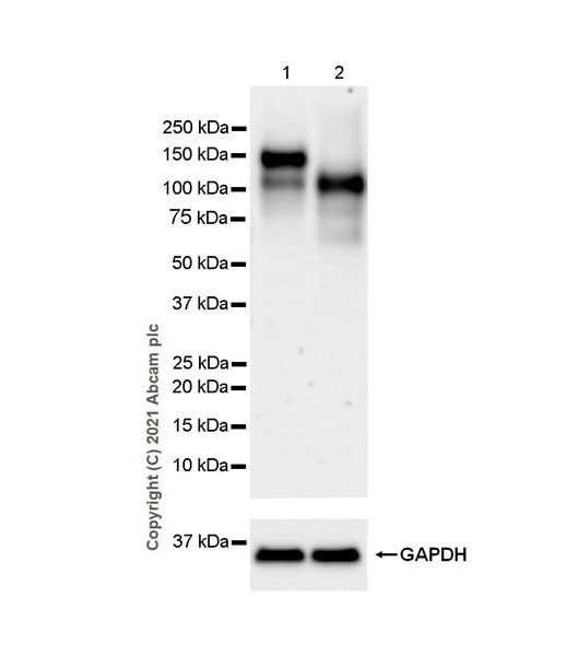Western blot - Anti-LDL Receptor antibody [EPR24874-56] (AB271189), expandable thumbnail