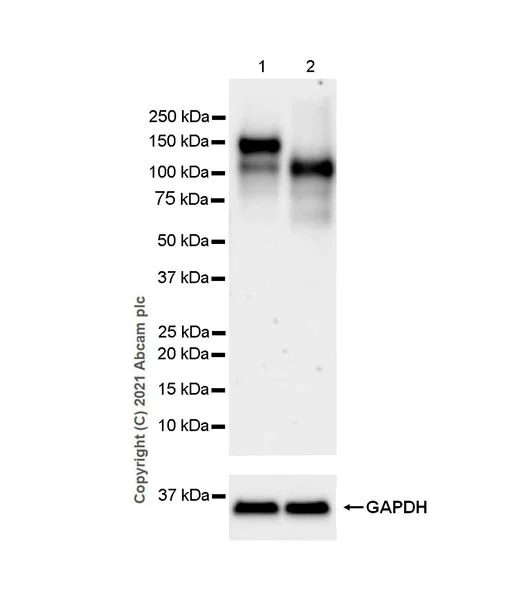 Western blot - Anti-LDL Receptor antibody [EPR24874-56] (AB271189)