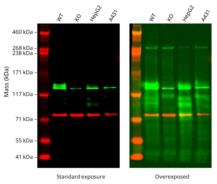 Western blot - Anti-LDL Receptor antibody [EPR24874-56] - BSA and Azide free (AB283723)