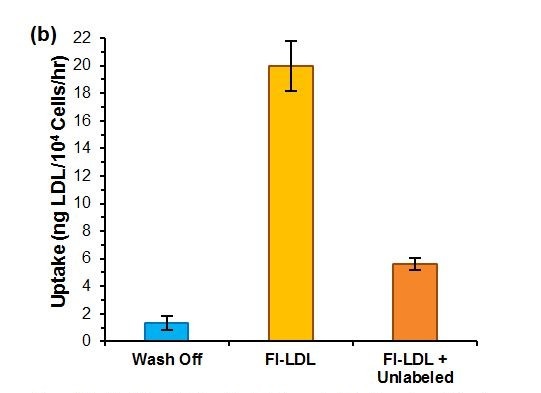 Functional Studies (Act) - LDL Uptake Assay Kit Cell-Based (AB287862)